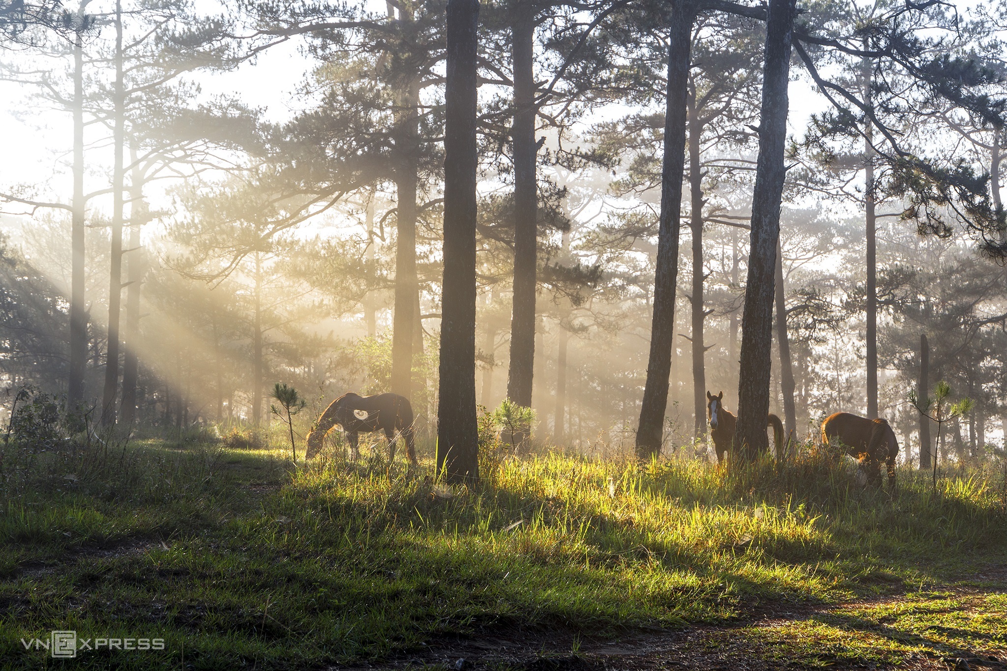 Green, quiet side of Da Lat