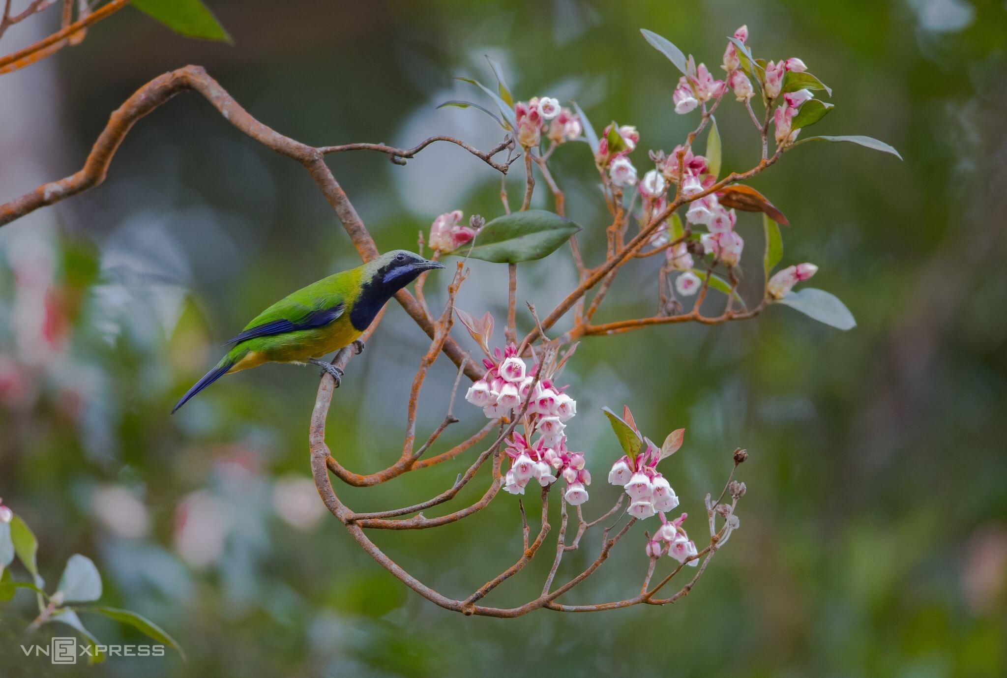 Kingdom of birds rules over Bach Ma mountain peak