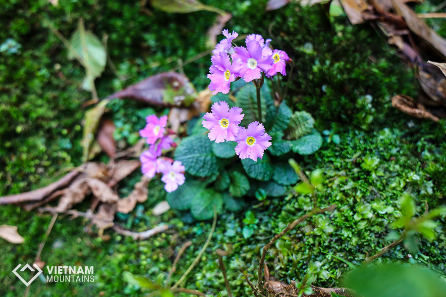 The beautiful flowers in Putaleng Mountain